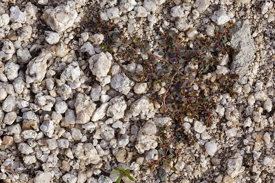 Euphorbia polycarpa (smallseed sandmat) (alternate view 7)