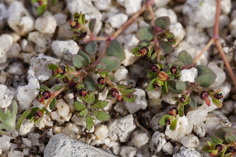 Euphorbia polycarpa (smallseed sandmat) (alternate view 8)