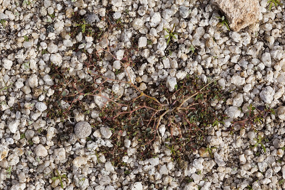 Euphorbia polycarpa (smallseed sandmat) (alternate view 9)