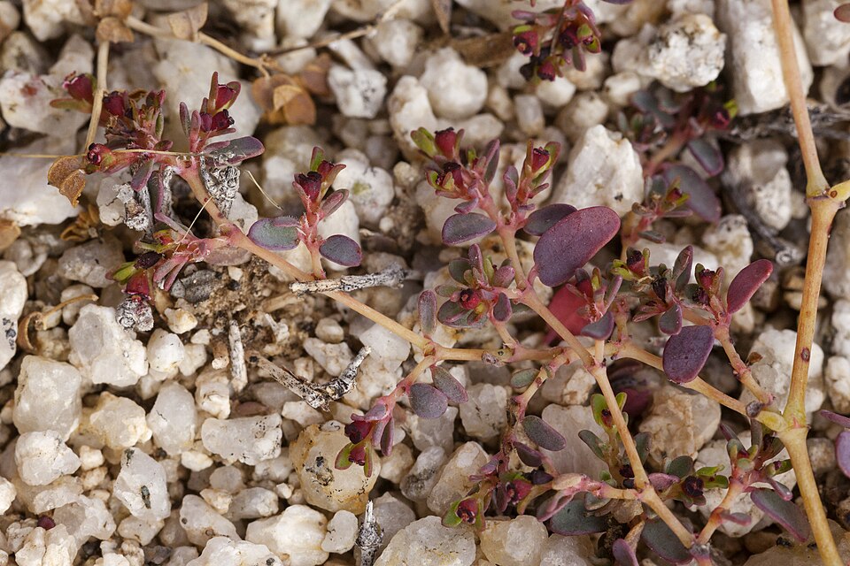Euphorbia polycarpa (smallseed sandmat) (alternate view 10)