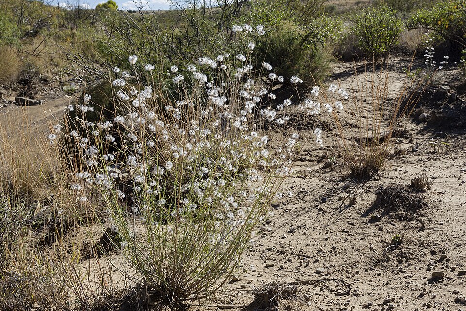 Brickellia eupatorioides (False Boneset) (alternate view 4)