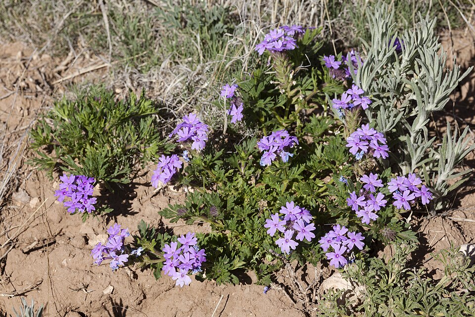Glandularia (mock vervains) (alternate view 4)