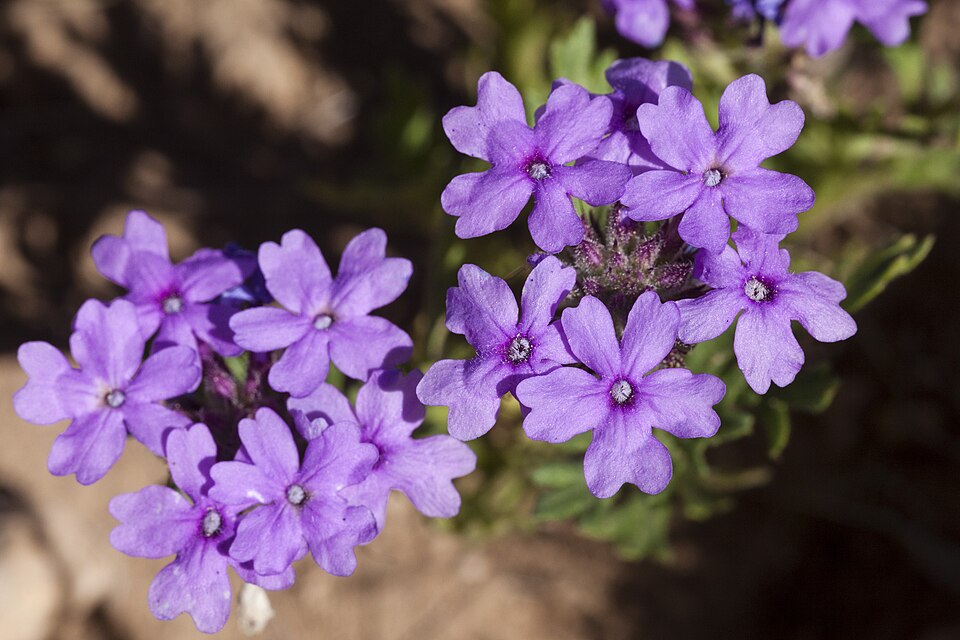 Glandularia (mock vervains) (alternate view 5)
