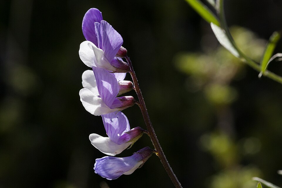 Vicia ludoviciana (slender vetch) (alternate view 9)