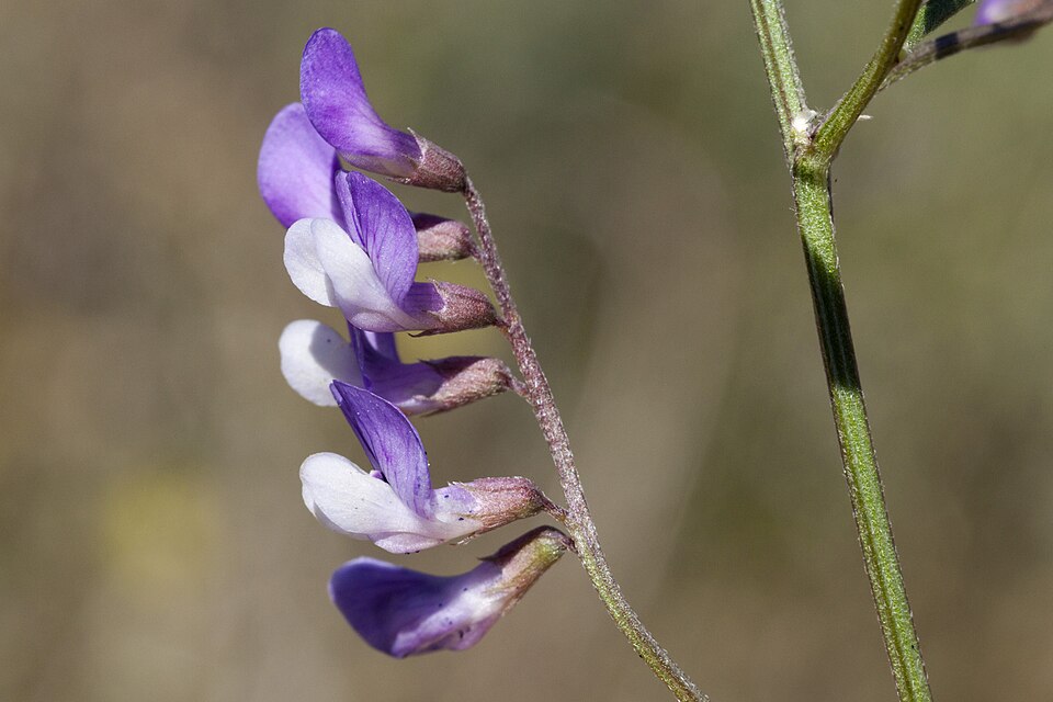Vicia ludoviciana (slender vetch) (alternate view 10)