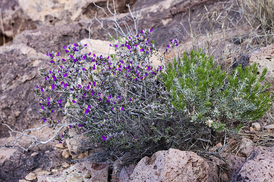 Dalea formosa (feather dalea) (alternate view 10)