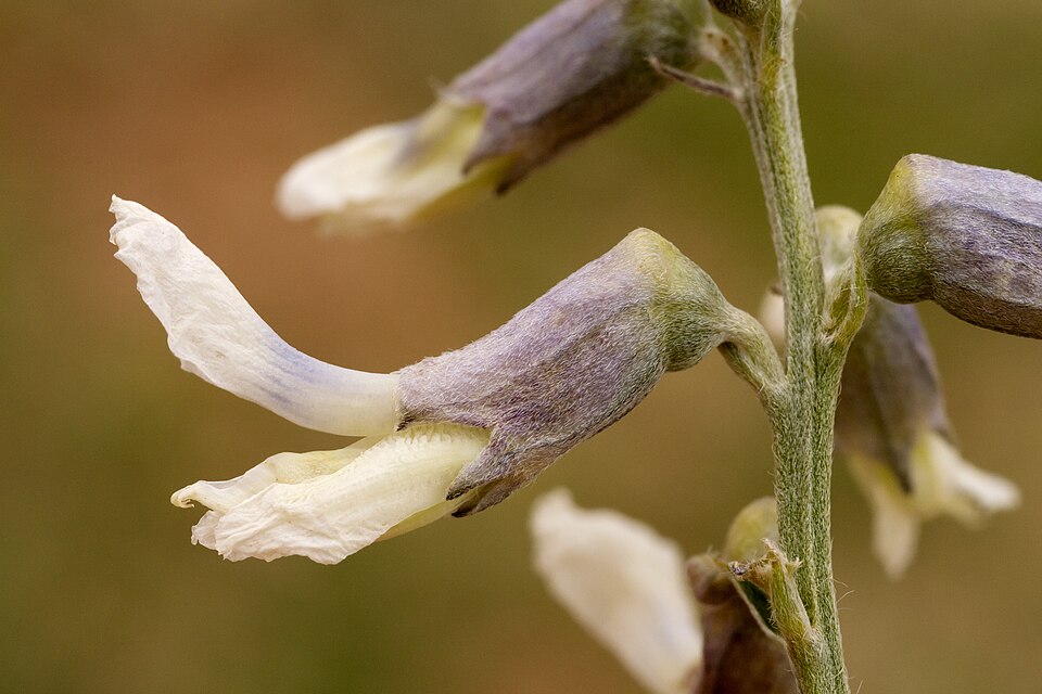 Sophora (Necklacepods) (alternate view 2)