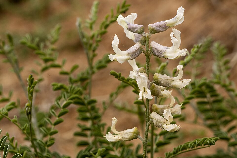 Sophora (Necklacepods) (alternate view 3)