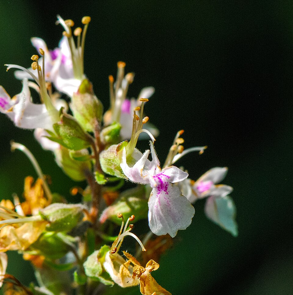Teucrium canadense (American germander)