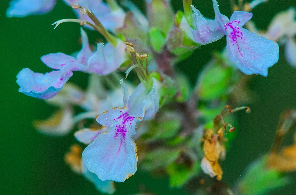 Teucrium canadense (American germander)