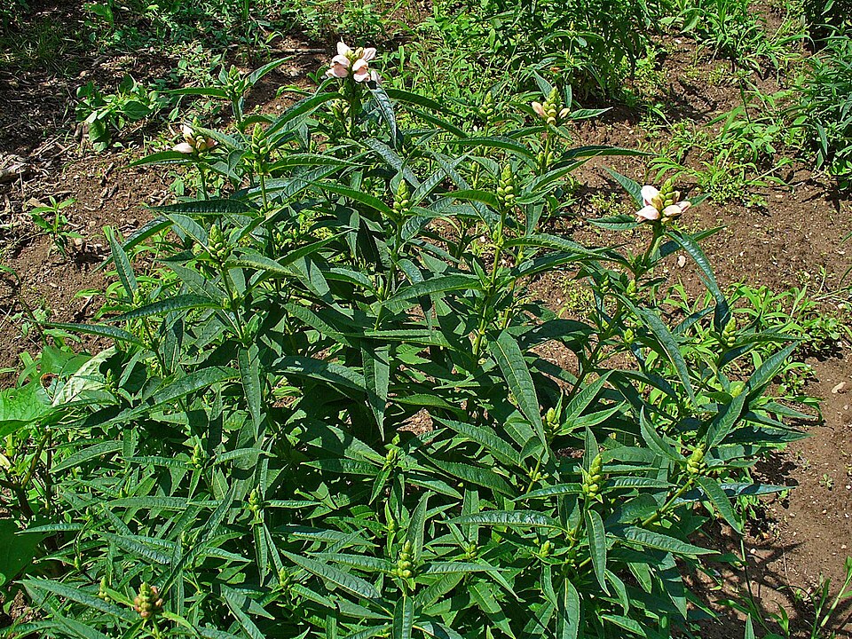 Chelone glabra (White Turtlehead) (alternate view 10)
