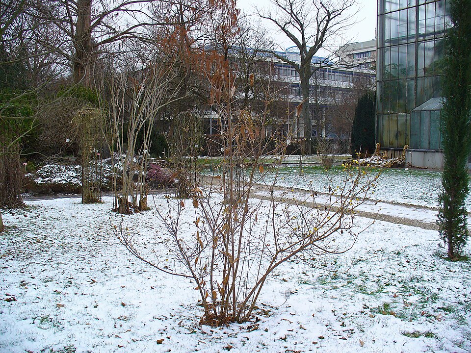 Chimonanthus praecox (Wintersweet) (alternate view 5)