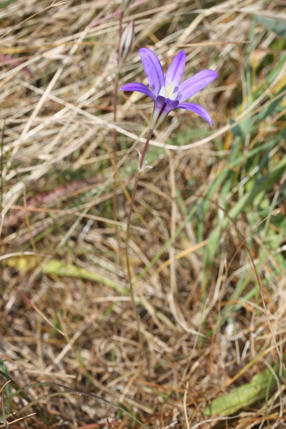 Brodiaea coronaria (Crown Brodiaea) (alternate view 8)