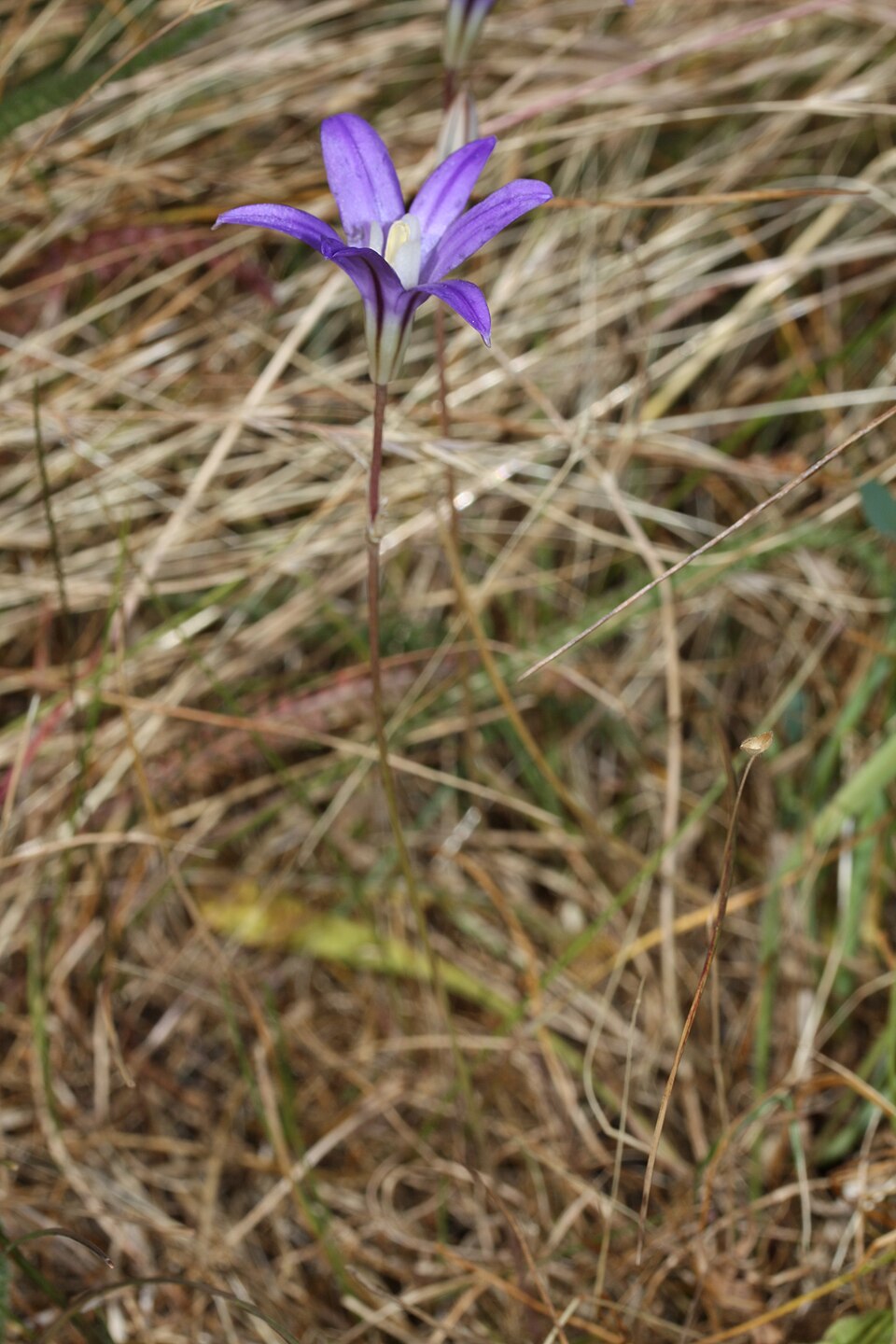 Brodiaea coronaria (Crown Brodiaea) (alternate view 9)
