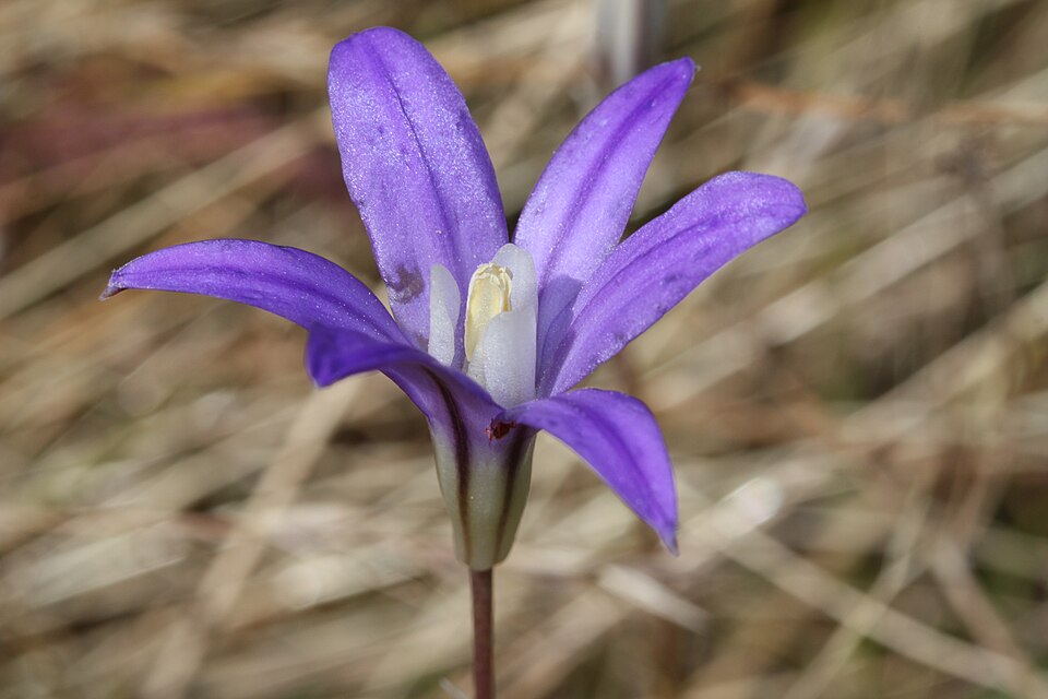 Brodiaea coronaria (Crown Brodiaea) (alternate view 10)