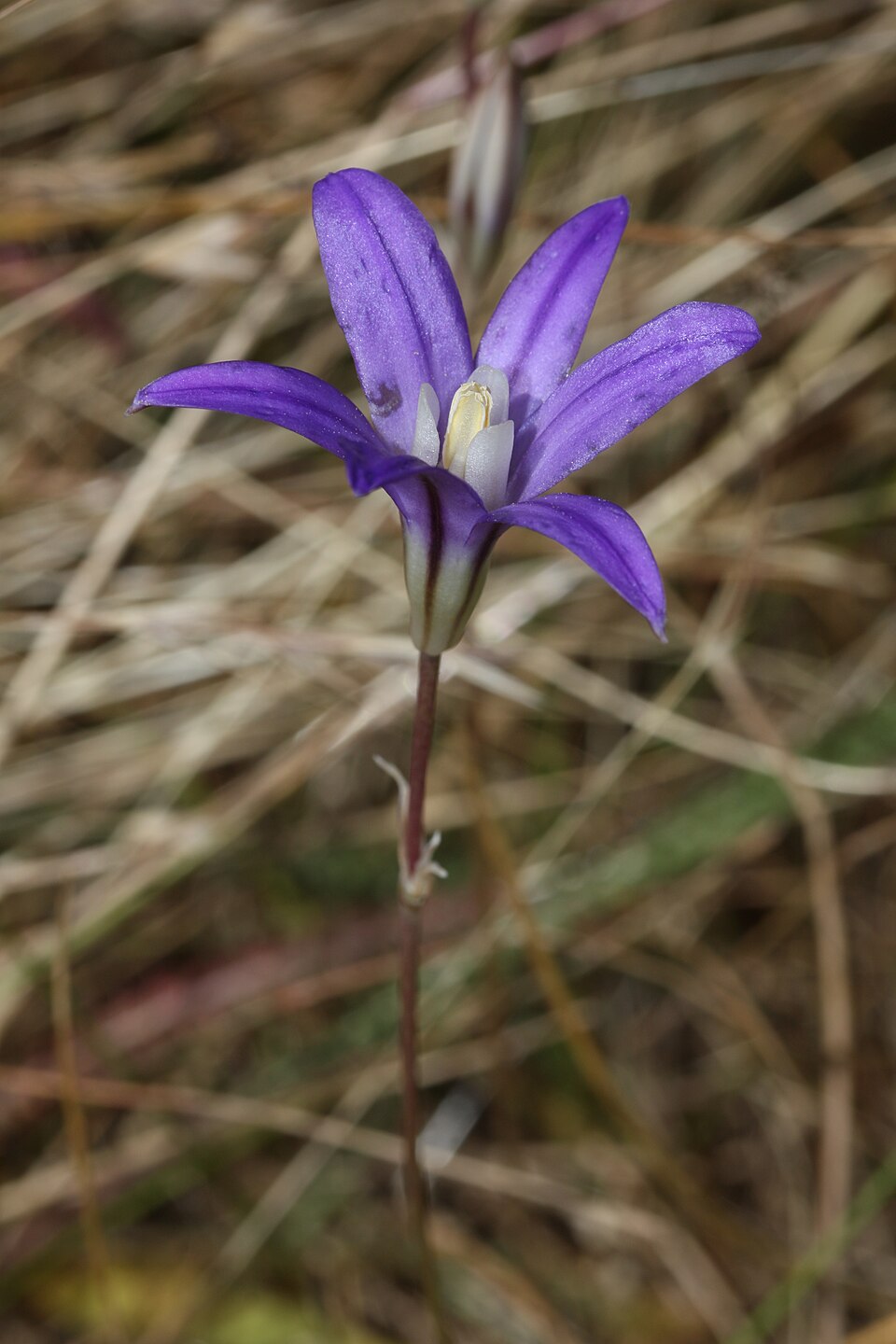 Brodiaea coronaria (Crown Brodiaea) (alternate view 11)