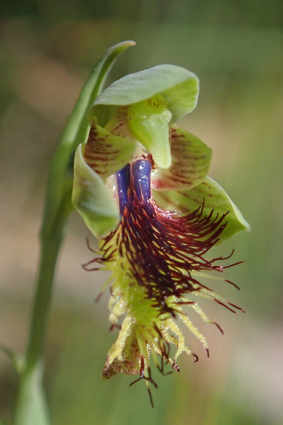 Calochilus campestris (copper beard orchid) (alternate view 8)