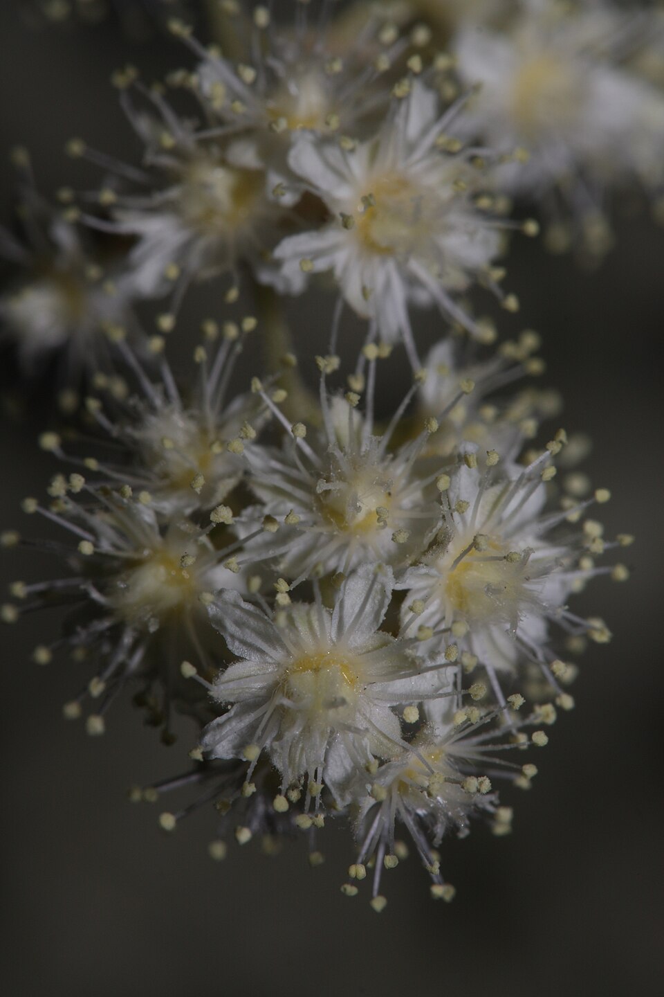 Holodiscus discolor (ocean spray) (alternate view 7)