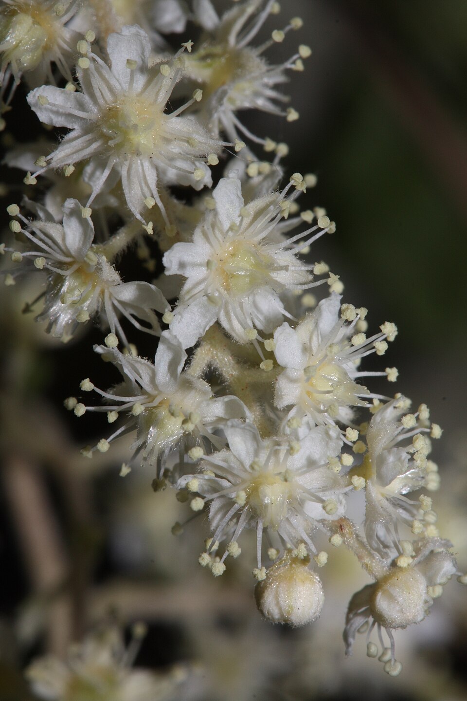 Holodiscus discolor (ocean spray) (alternate view 8)