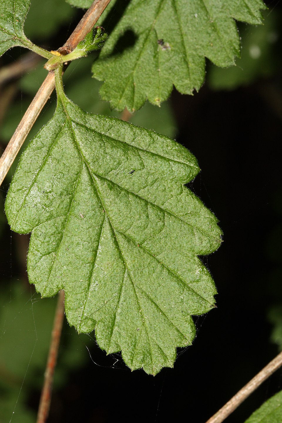 Holodiscus discolor (ocean spray) (alternate view 9)
