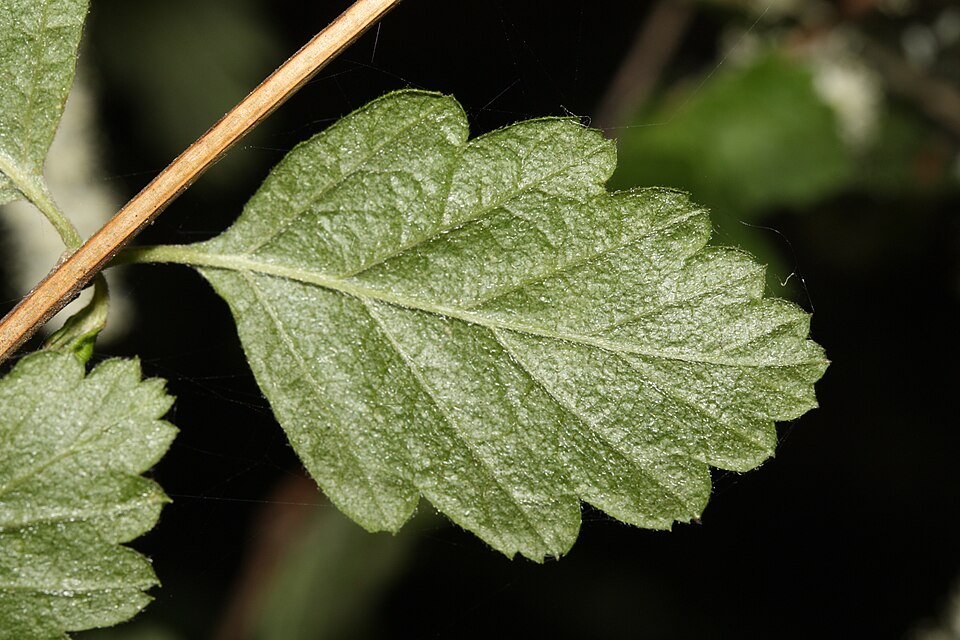 Holodiscus discolor (ocean spray) (alternate view 10)