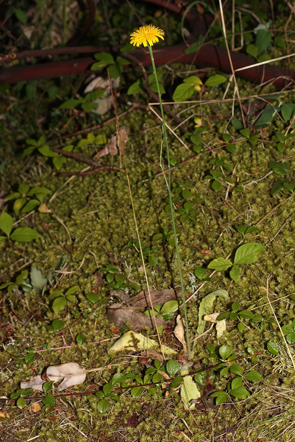 Hypochaeris radicata (hairy cat's-ear) (alternate view 6)