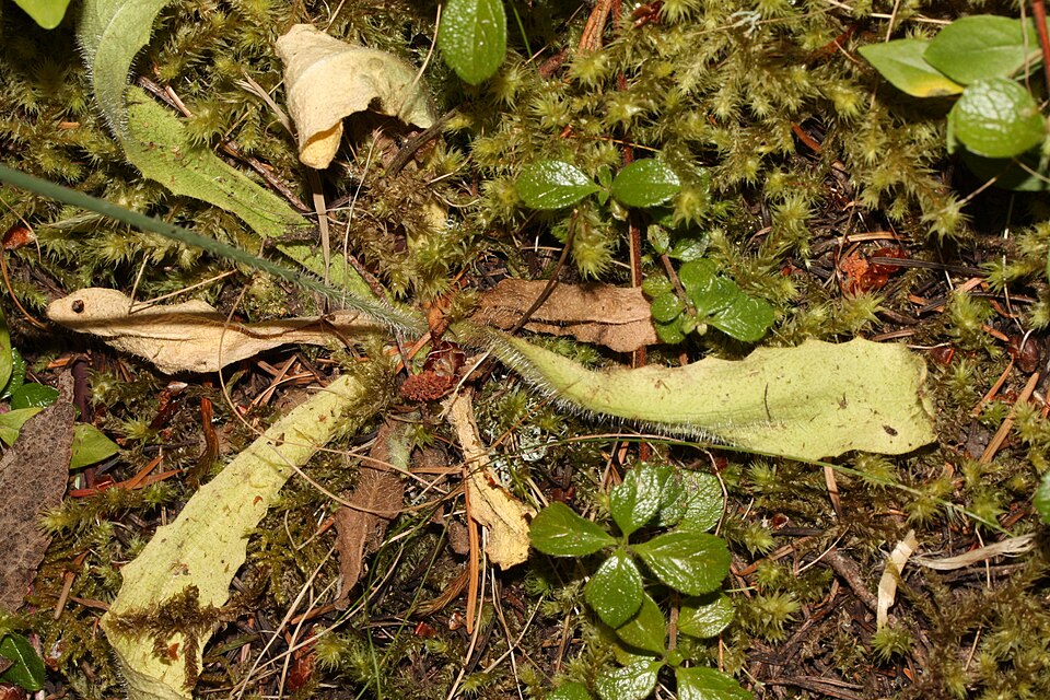 Hypochaeris radicata (hairy cat's-ear) (alternate view 7)