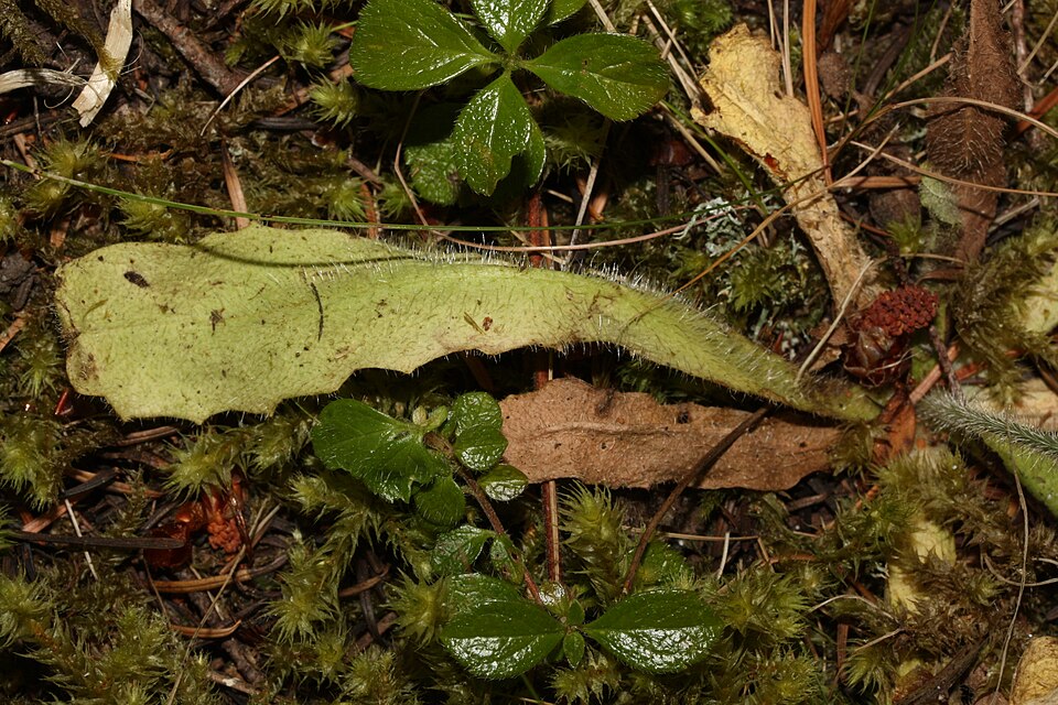 Hypochaeris radicata (hairy cat's-ear) (alternate view 8)