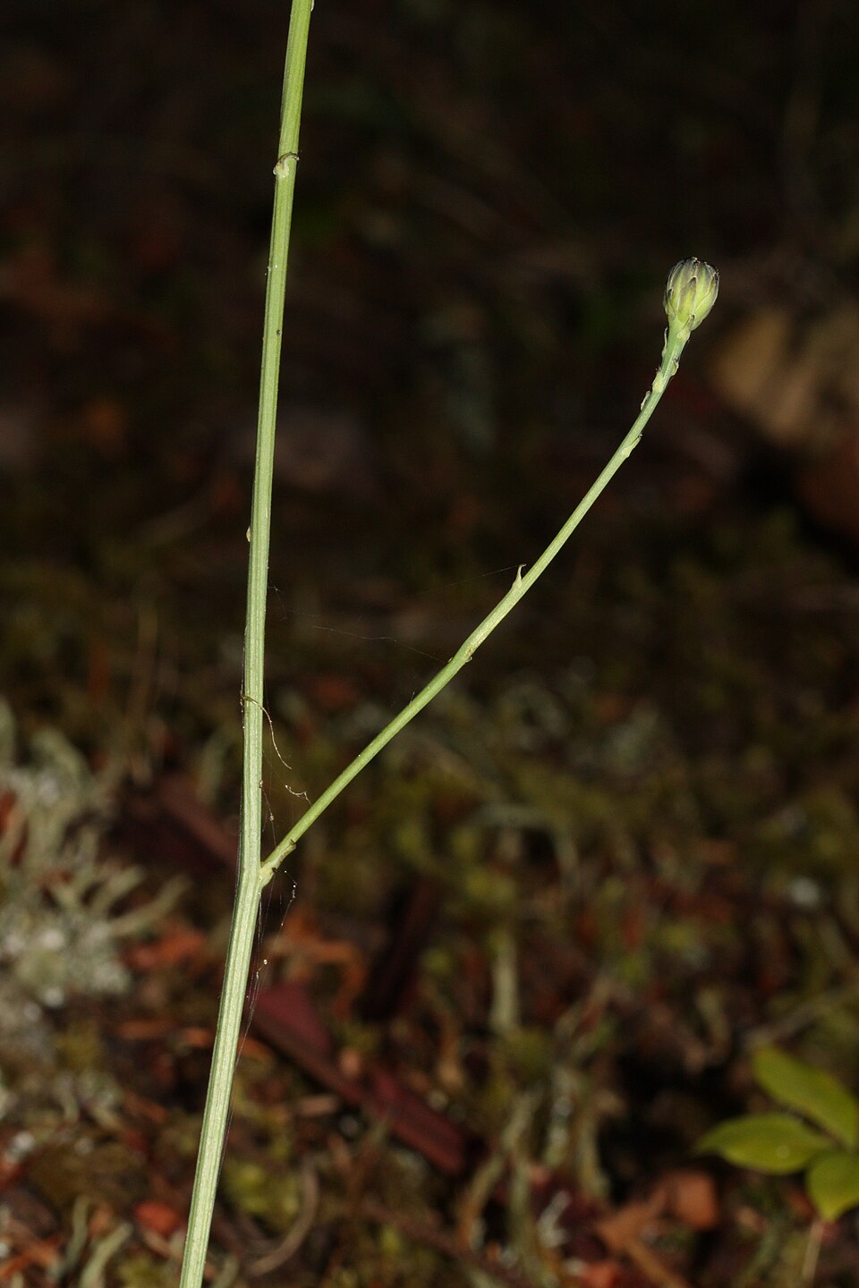 Hypochaeris radicata (hairy cat's-ear) (alternate view 9)