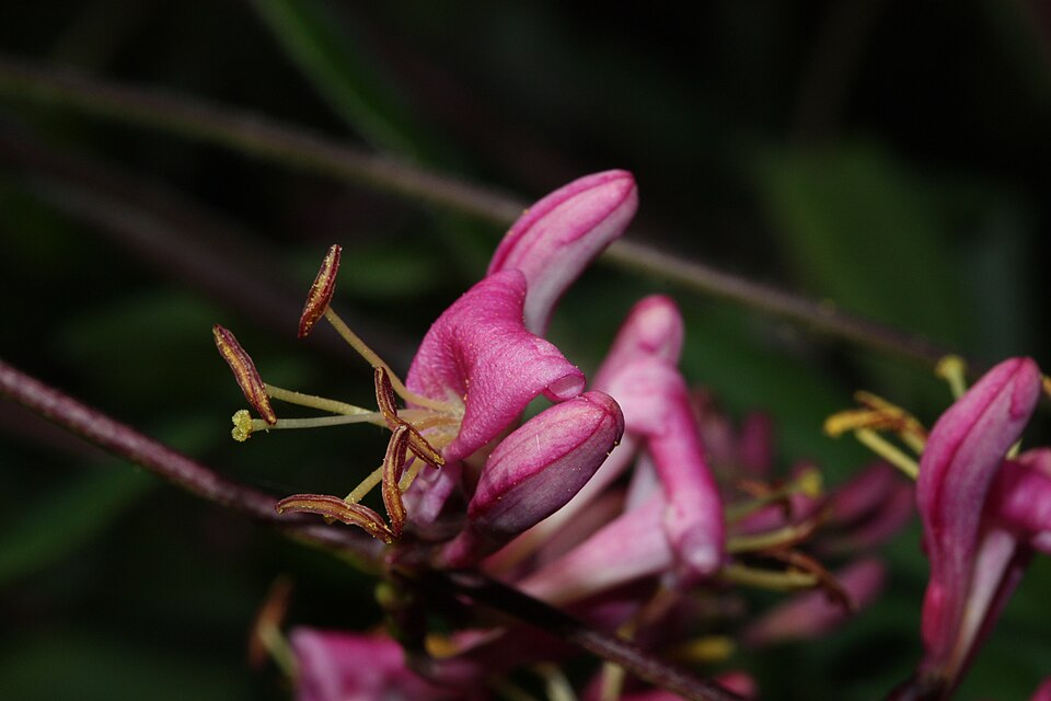 Lonicera hispidula (Pink Honeysuckle) (alternate view 10)
