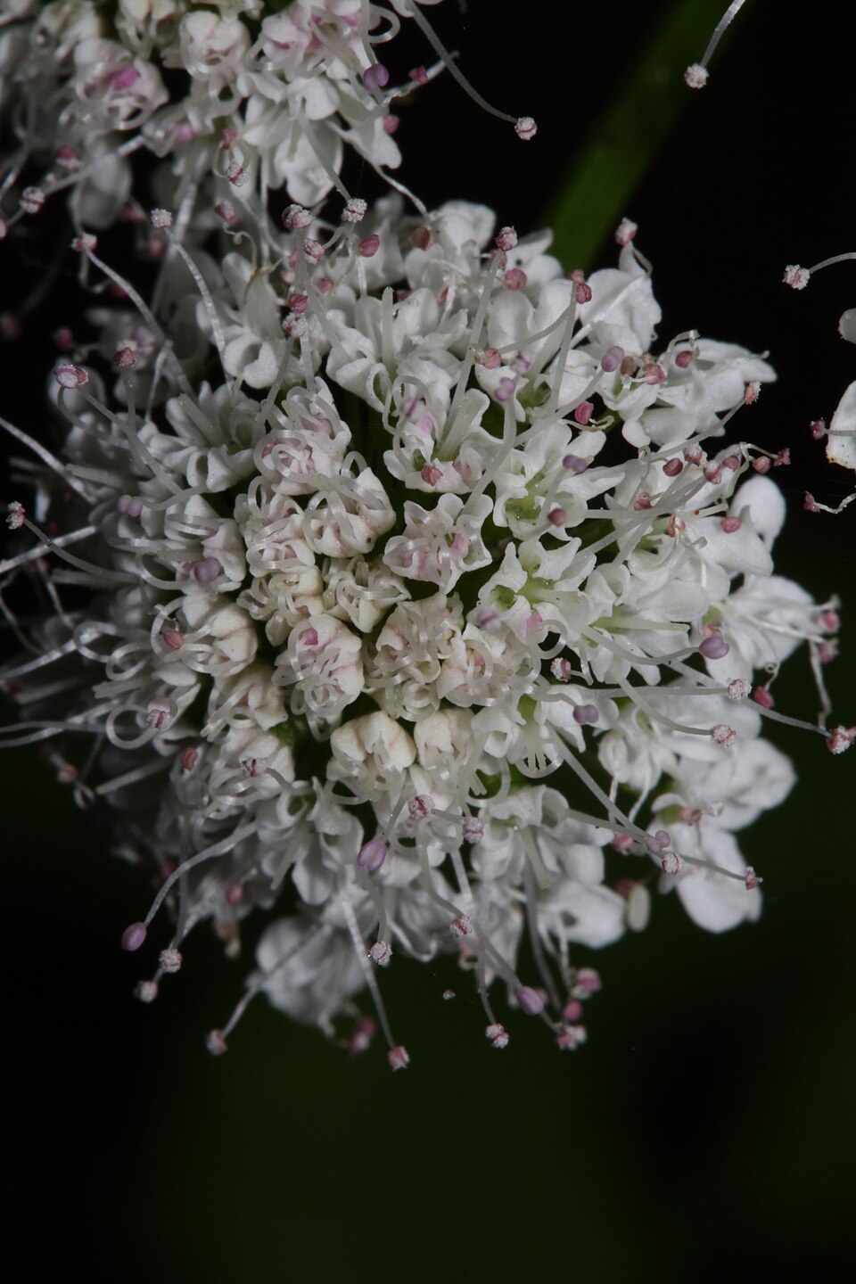 Oenanthe sarmentosa (water-parsley) (alternate view 8)