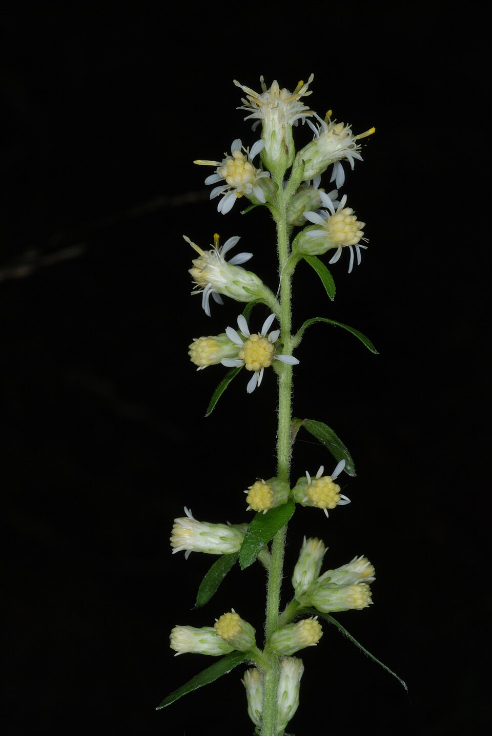 Solidago bicolor (silverrod) (alternate view 8)