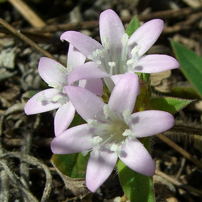 Richardia grandiflora (largeflower Mexican clover) (alternate view 6)