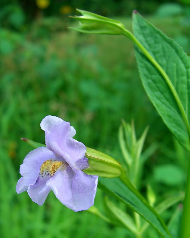 Mimulus ringens (Allegheny monkeyflower) (alternate view 2)