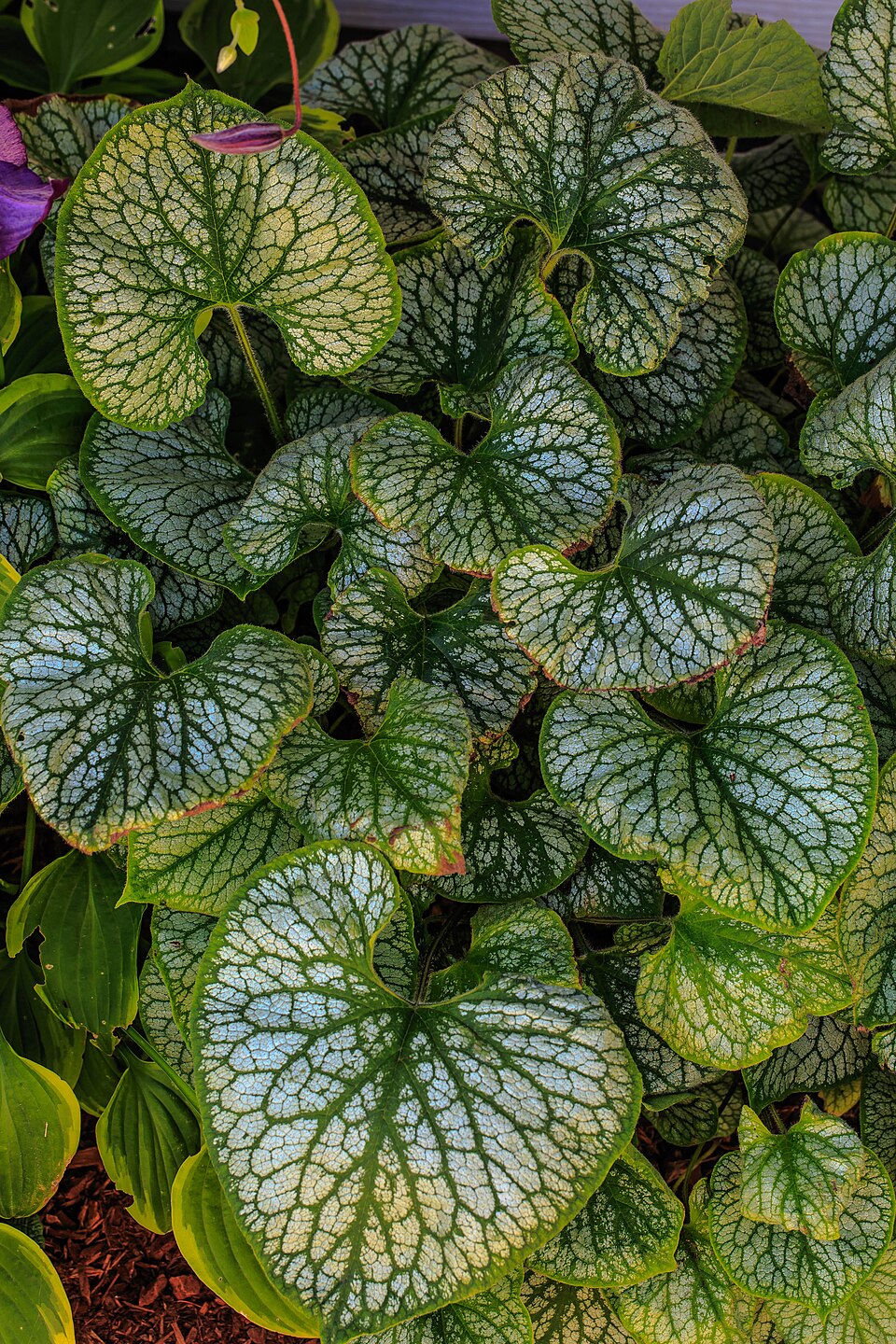Brunnera (alternate view 6)