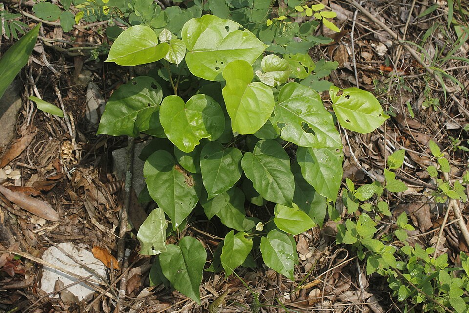 Croton (Crotons) (alternate view 3)