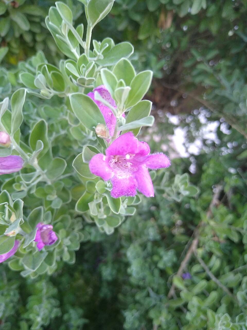 Leucophyllum frutescens 'Green Cloud' (Green Cloud Texas Sage) (alternate view 4)