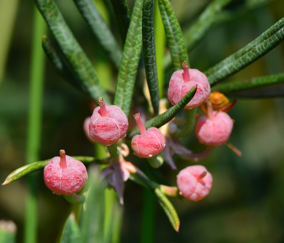 Kalmia polifolia (Bog Laurel) (alternate view 10)