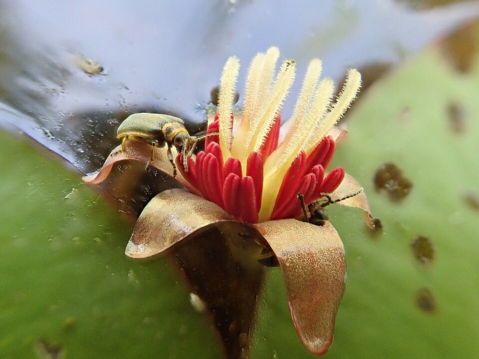 Brasenia schreberi (Watershield) (alternate view 7)