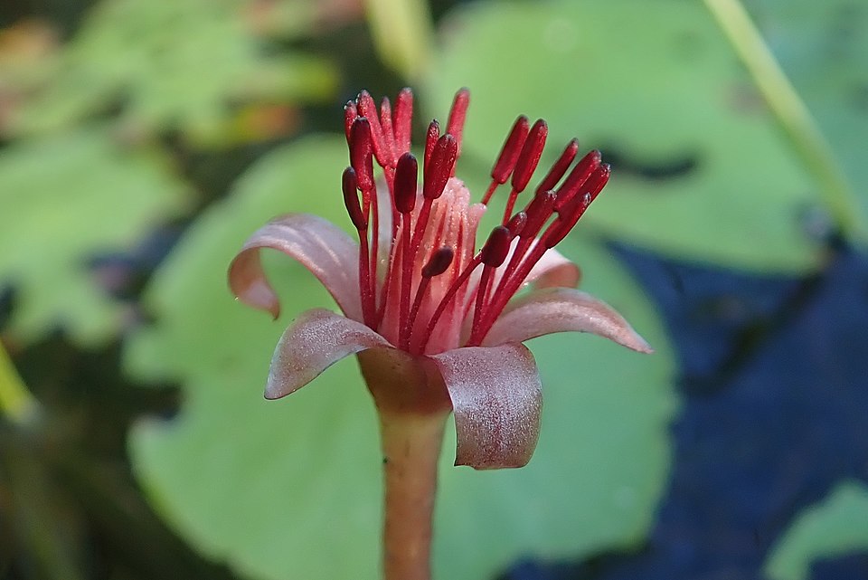Brasenia schreberi (Watershield) (alternate view 8)