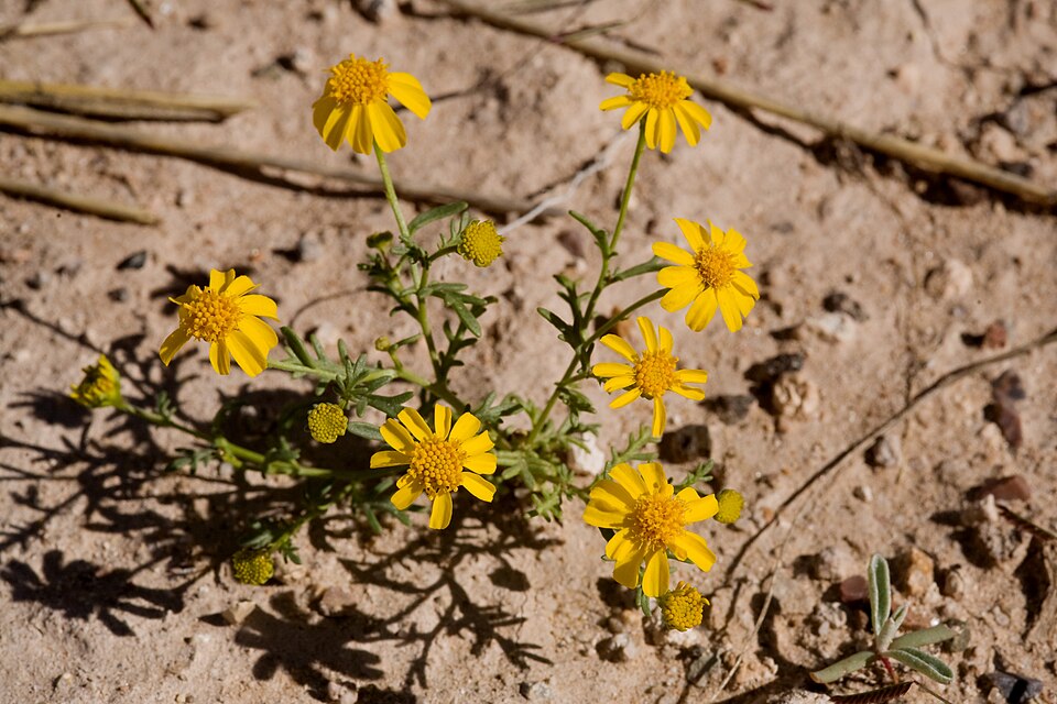 Thymophylla (Pricklyleaves) (alternate view 4)