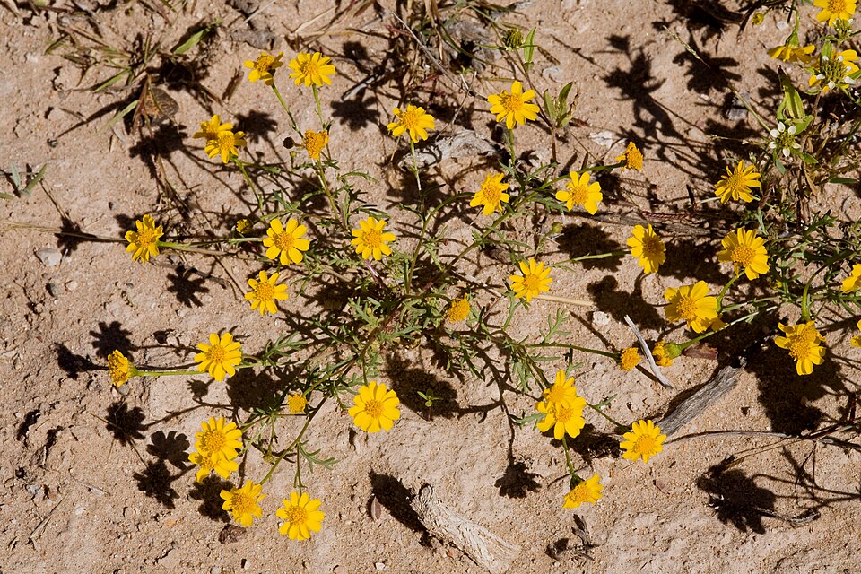 Thymophylla (Pricklyleaves) (alternate view 5)