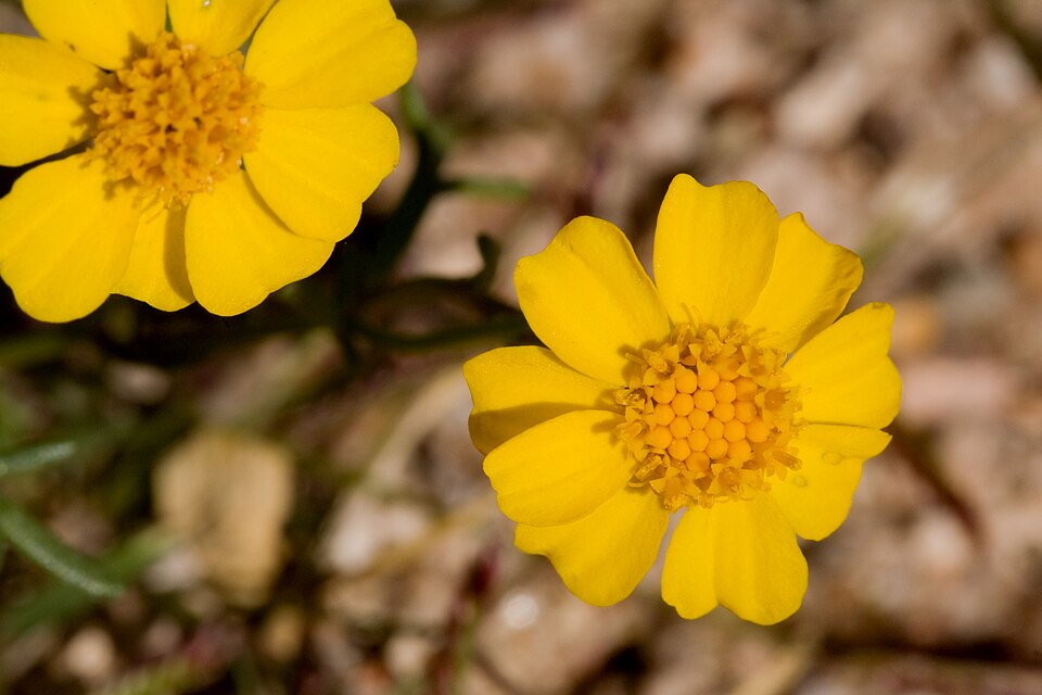 Thymophylla (Pricklyleaves) (alternate view 6)