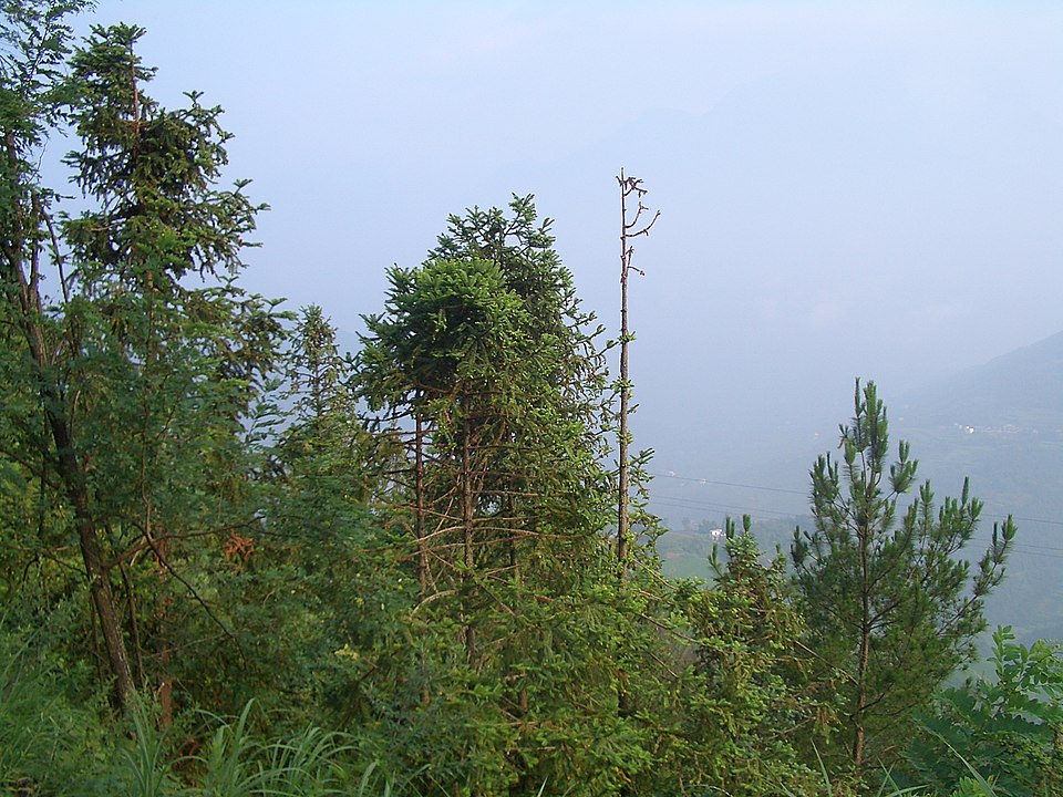 Cunninghamia lanceolata (China Fir) (alternate view 8)