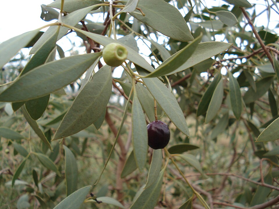 Santalum lanceolatum (Blue Bush) (alternate view 6)