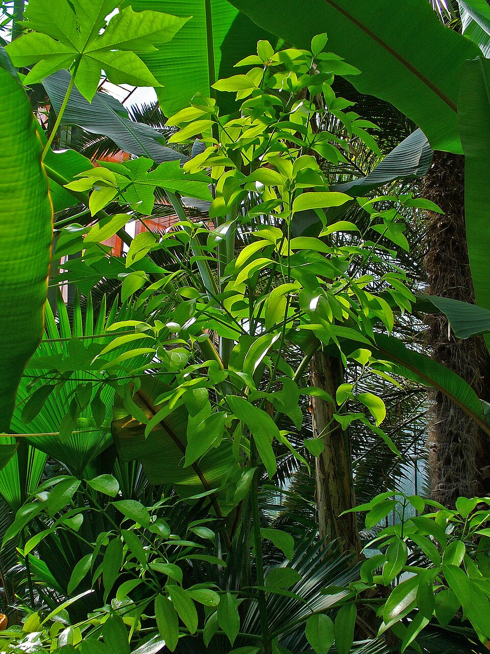 Cinnamomum verum (True Cinnamon) (alternate view 6)