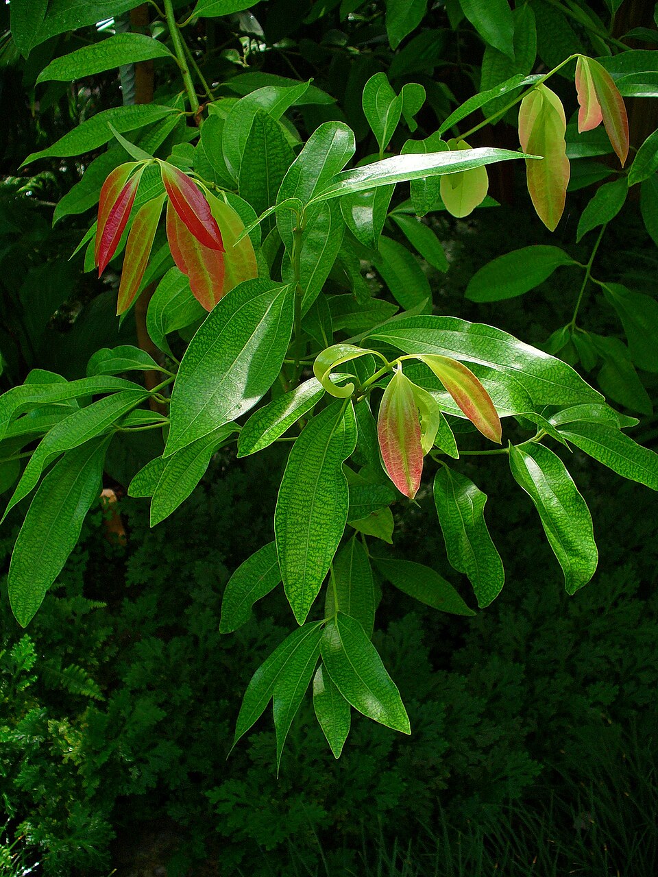 Cinnamomum verum (True Cinnamon) (alternate view 7)