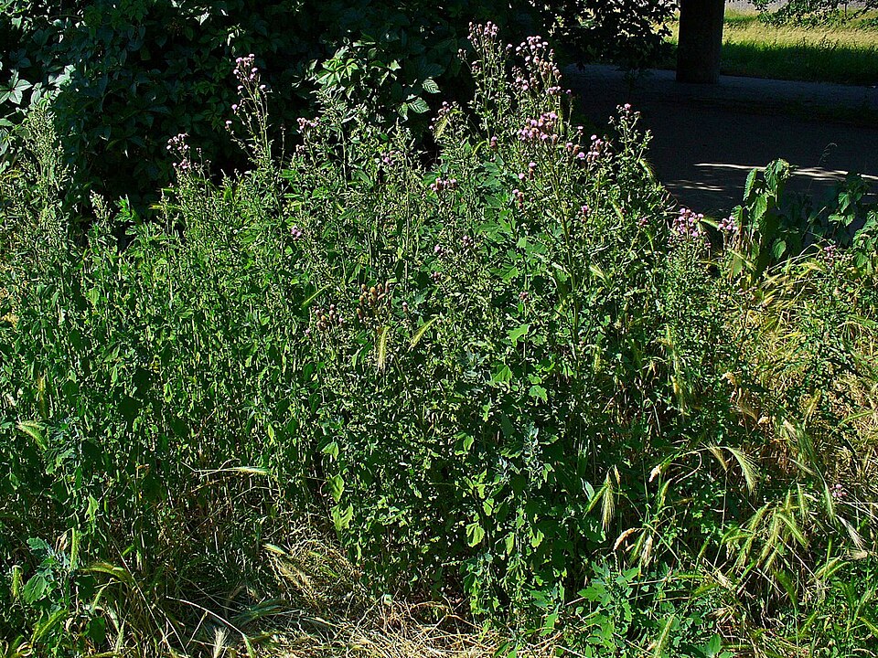 Cirsium arvense (Canada thistle) (alternate view 7)