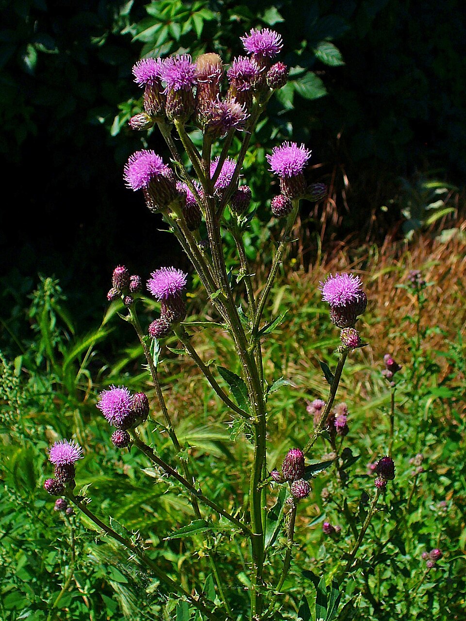 Cirsium arvense (Canada thistle) (alternate view 8)