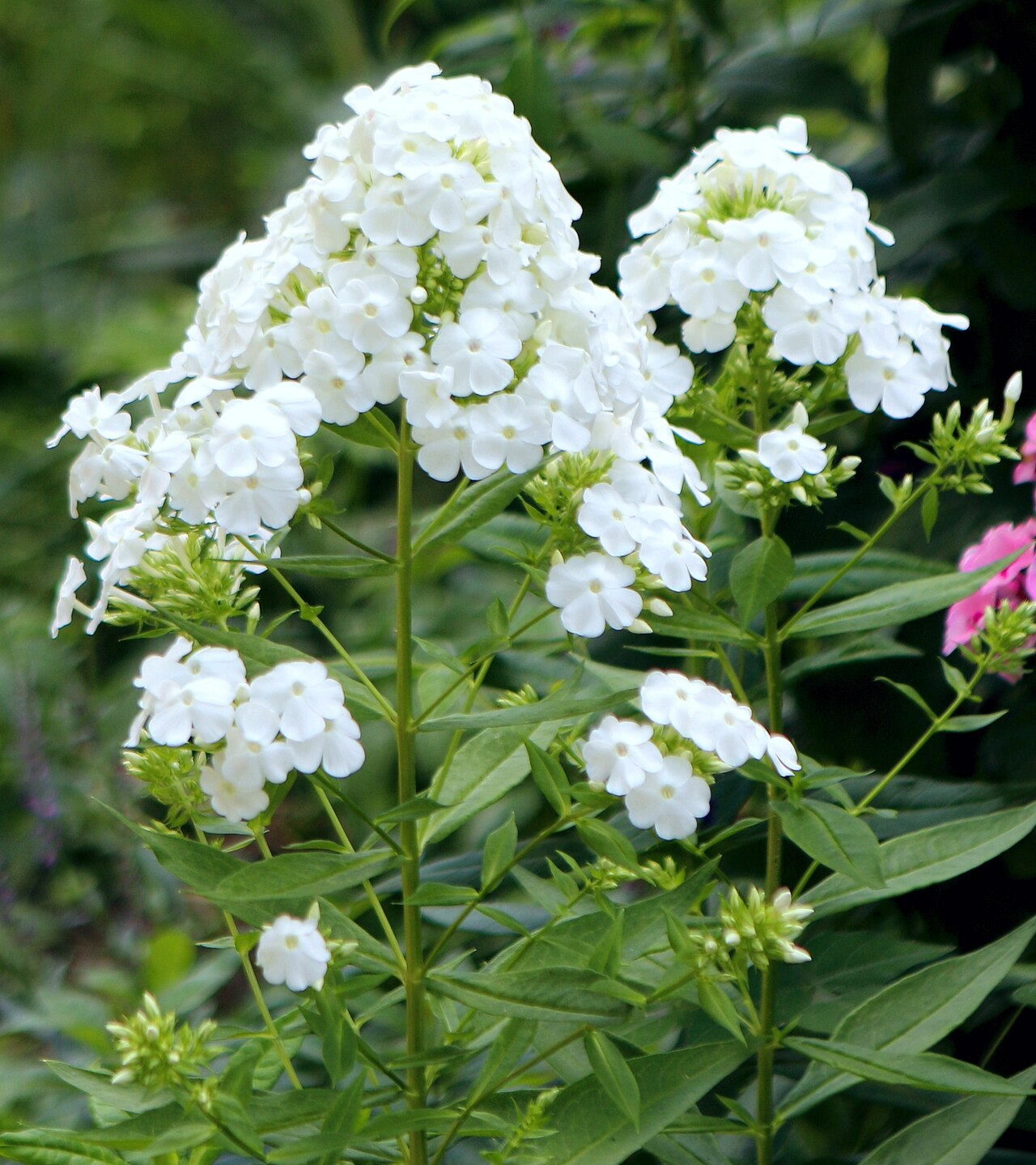Phlox paniculata 'David', David garden phlox — upright deciduous (Polemoniaceae) (image 10 of 10)